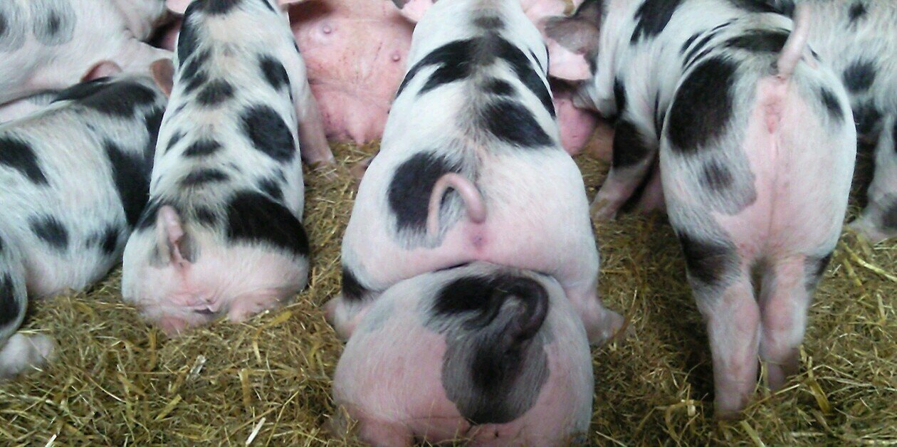 Pigspec's profile banner image