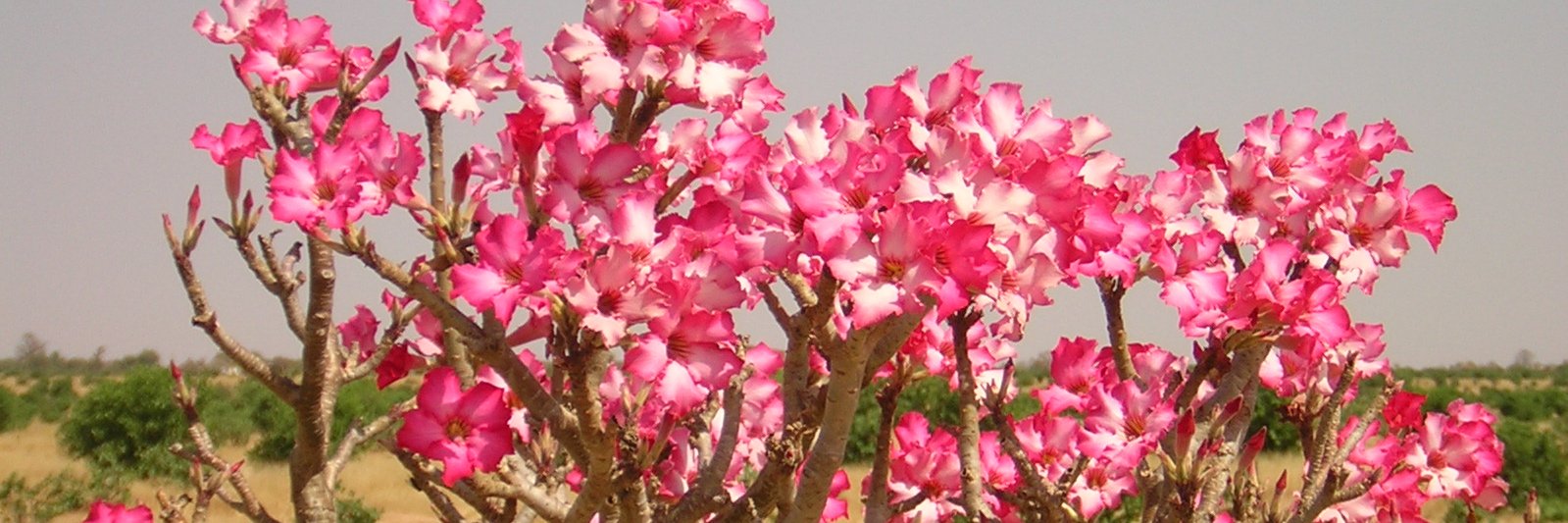SJauffret's profile banner image