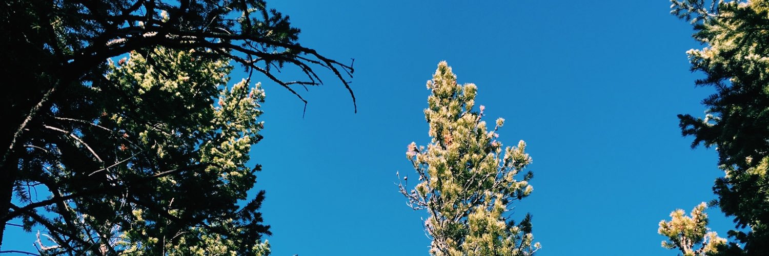 Brooke Borgen banner