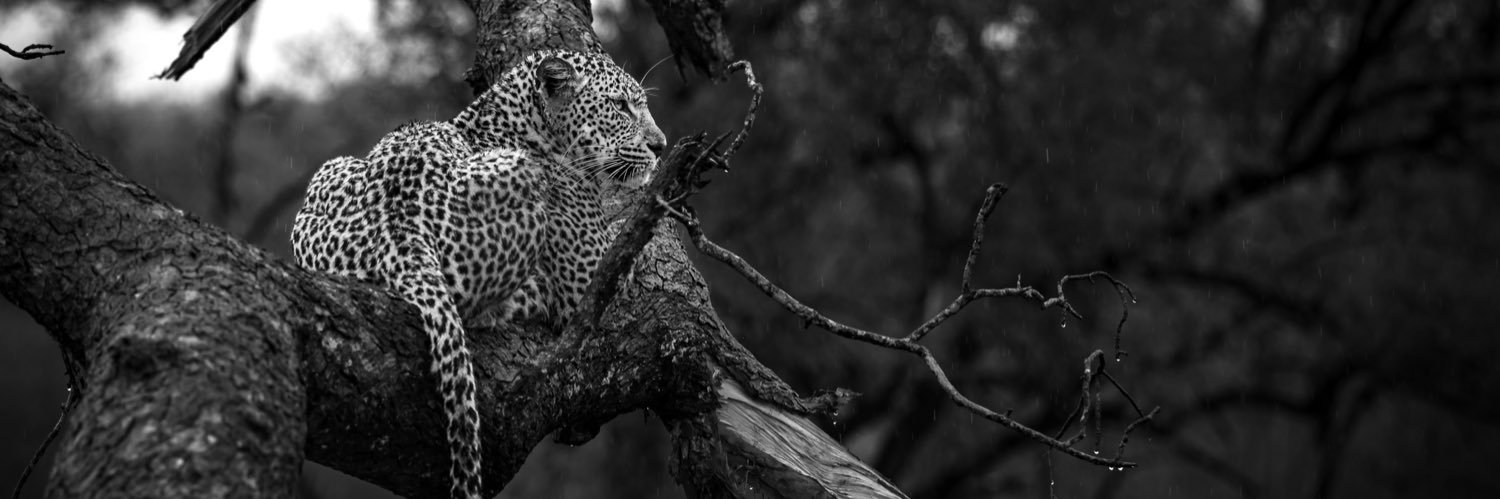 MORE_Collection's profile banner image