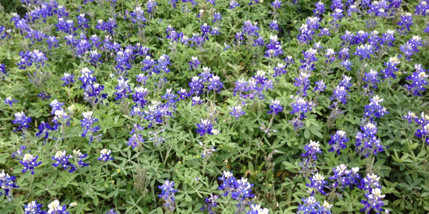 Kelley Martinez banner