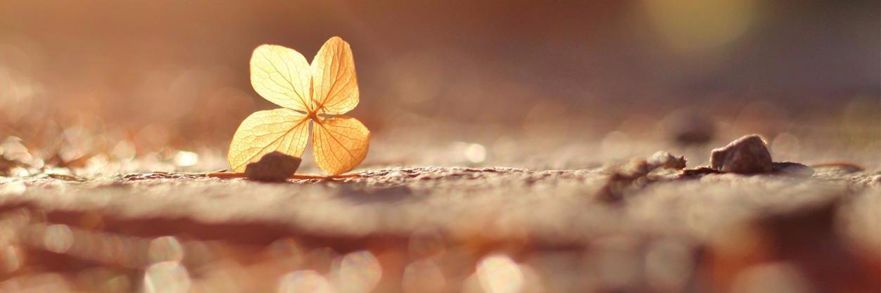 DistantStarKwe's profile banner image