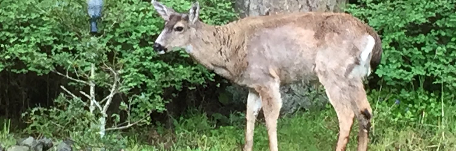 Alina "Wild Biologist" Fisher banner