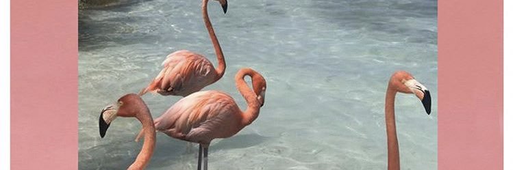 Adrianaufu's profile banner image