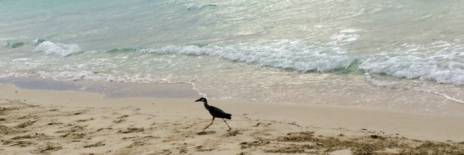 MeaganDevost✨ banner