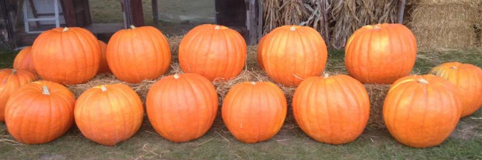 Fleitz Pumpkin Farm banner