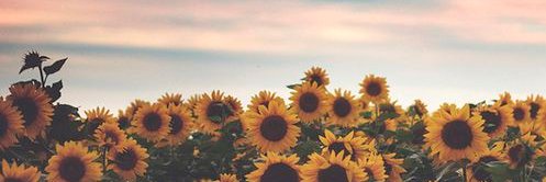Maria Howson banner