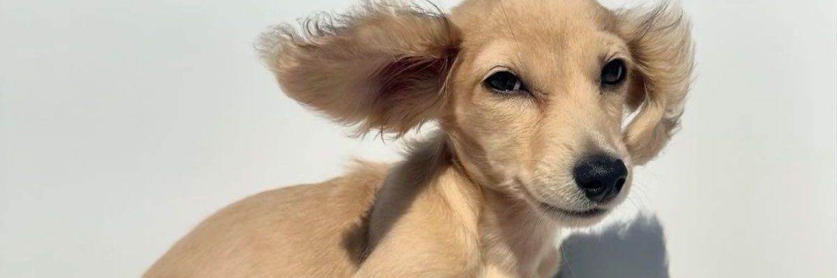 eyo 🐕 banner