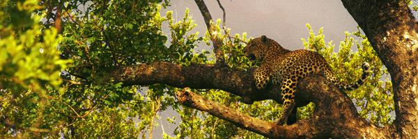 odofad Profile Banner