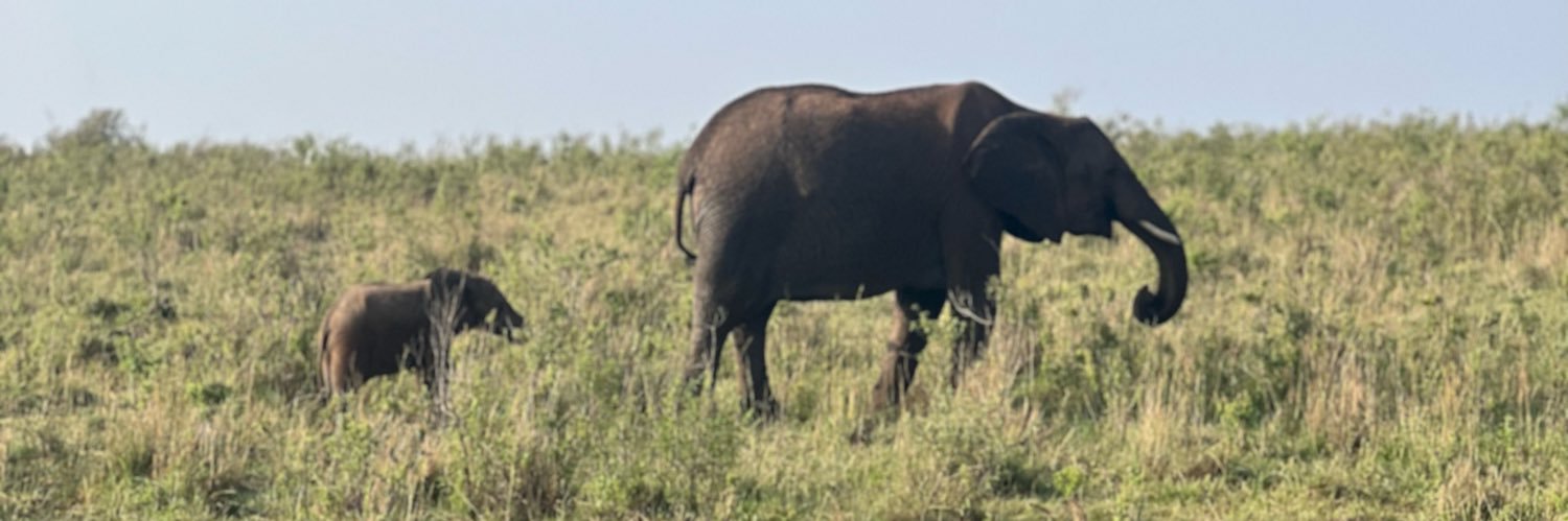 kashkaringa's profile banner image
