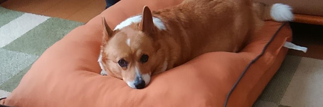 seamew21's profile banner image