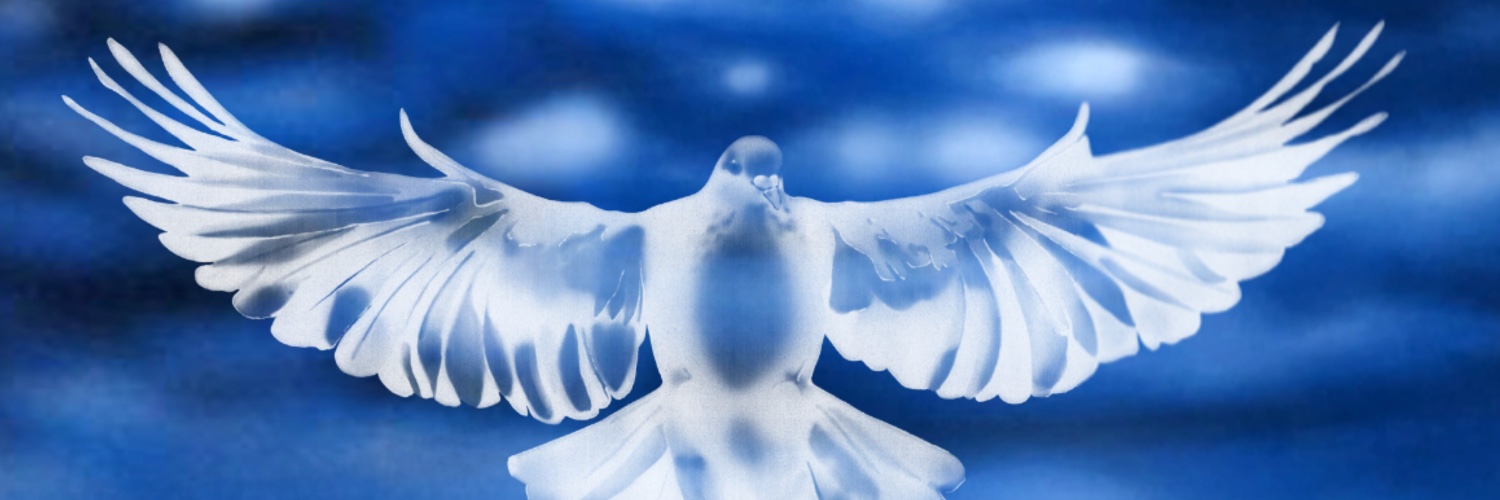 ╰ (◞≼•≽◟;;◞≼◕≽◟) ╯ banner