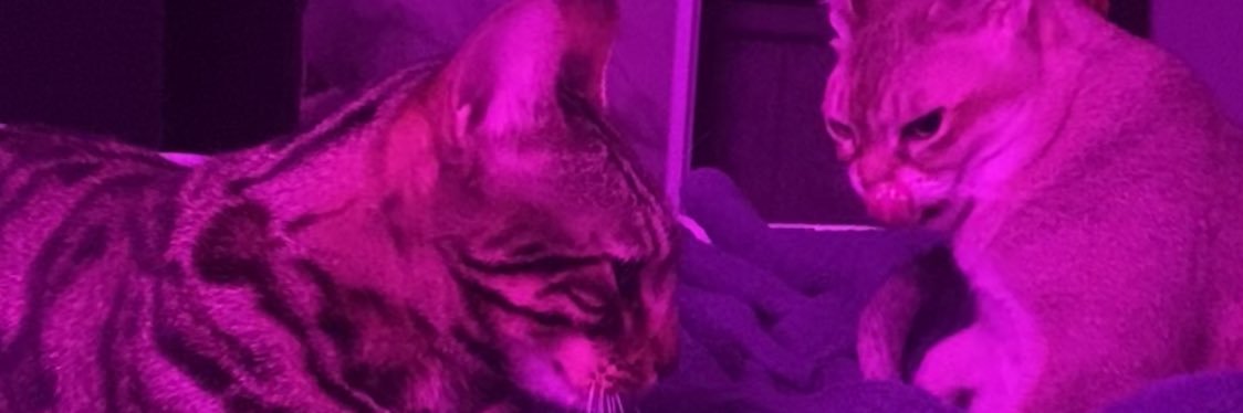 theLondonAlexis's profile banner image