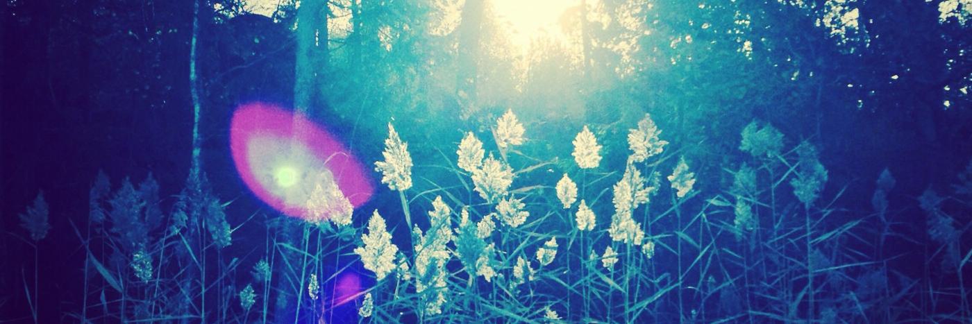 siwaldron's profile banner image