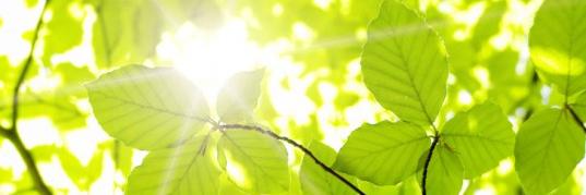 ChloroplastMD's profile banner image