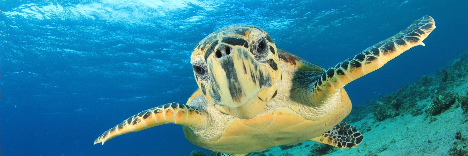 OceansDivers's profile banner image