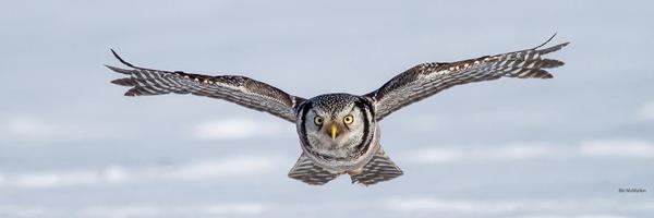 National Wildlife Federation