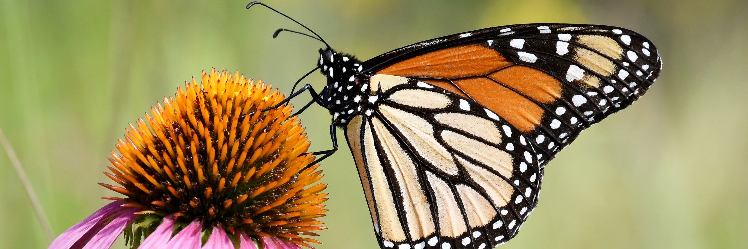 NWF's profile banner image