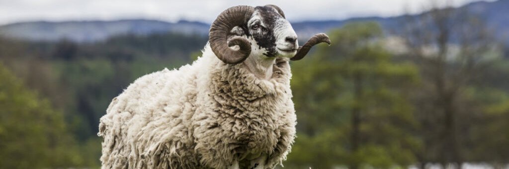 Oussama Bassou banner