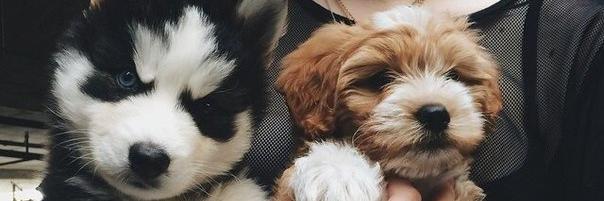 angelishaaaaa's profile banner image