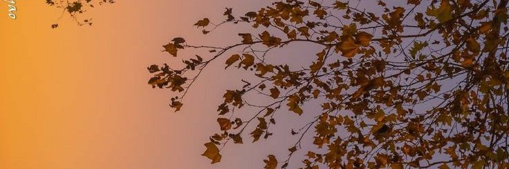 esesclk's profile banner image