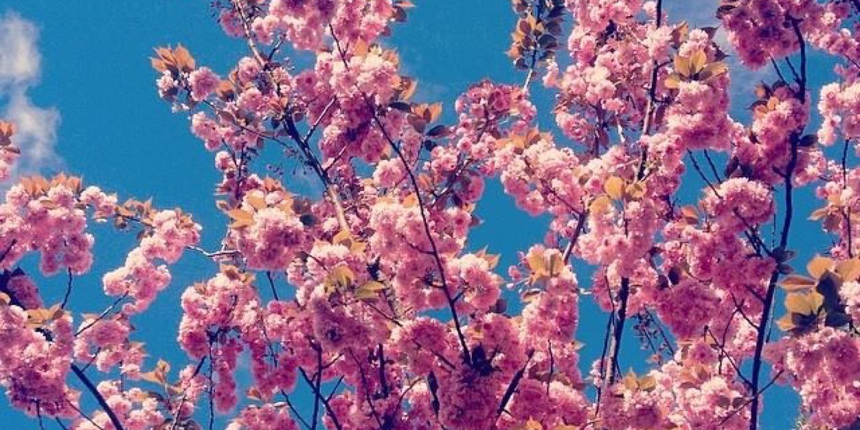 Estella_Thomas's profile banner image