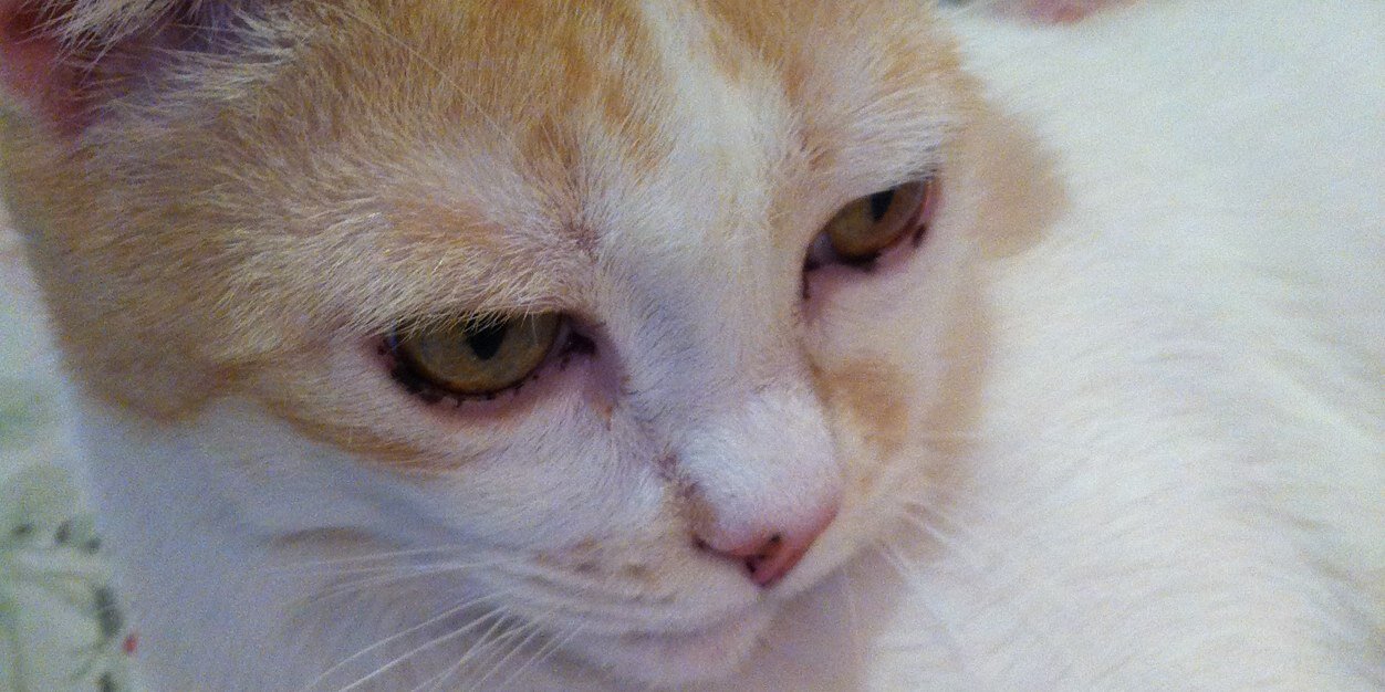 ROVIMA PRODUCCIONES banner