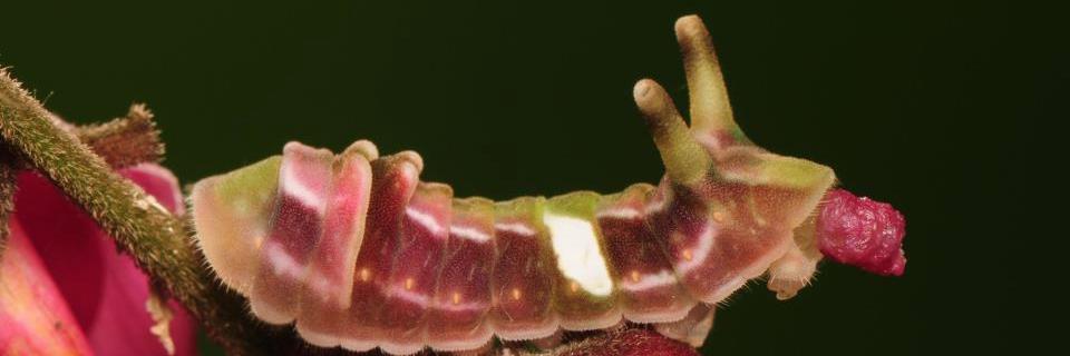 EcologyInsecta's profile banner image