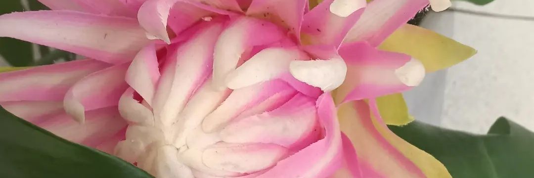 xtinaluvspink's profile banner image