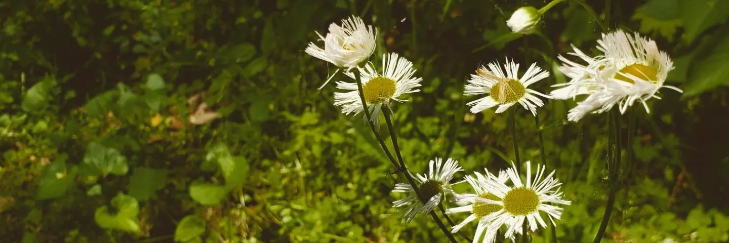 savannahmurphy1's profile banner image