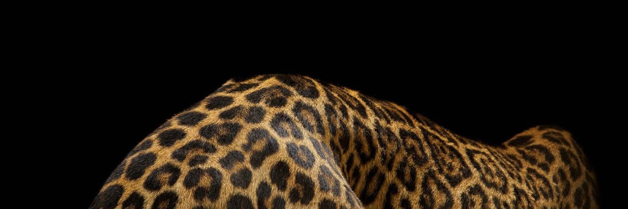 cheeesetax's profile banner image