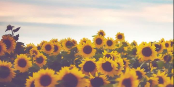 RachelMoravac's profile banner image