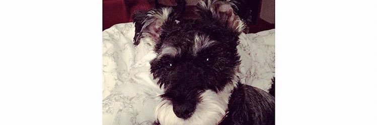 icklenat's profile banner image