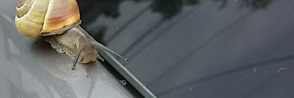 Polyradeo Profile Banner