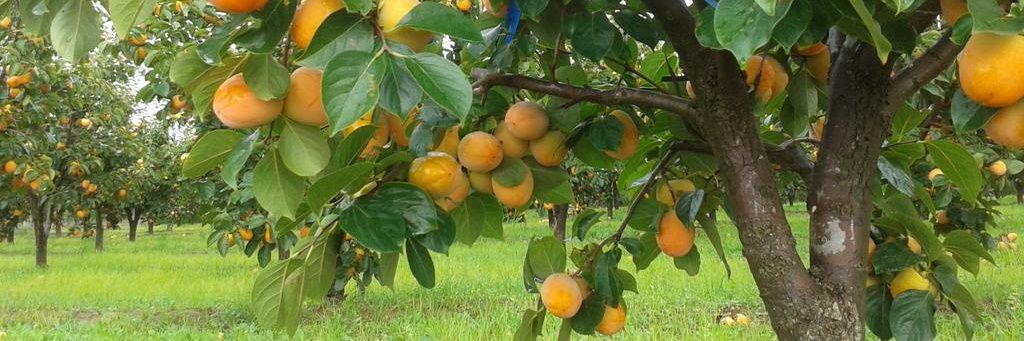 Caquis-Albaricoques banner