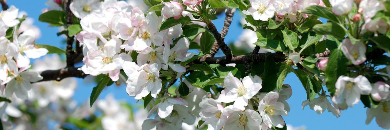 ApplecrestFarm's profile banner image