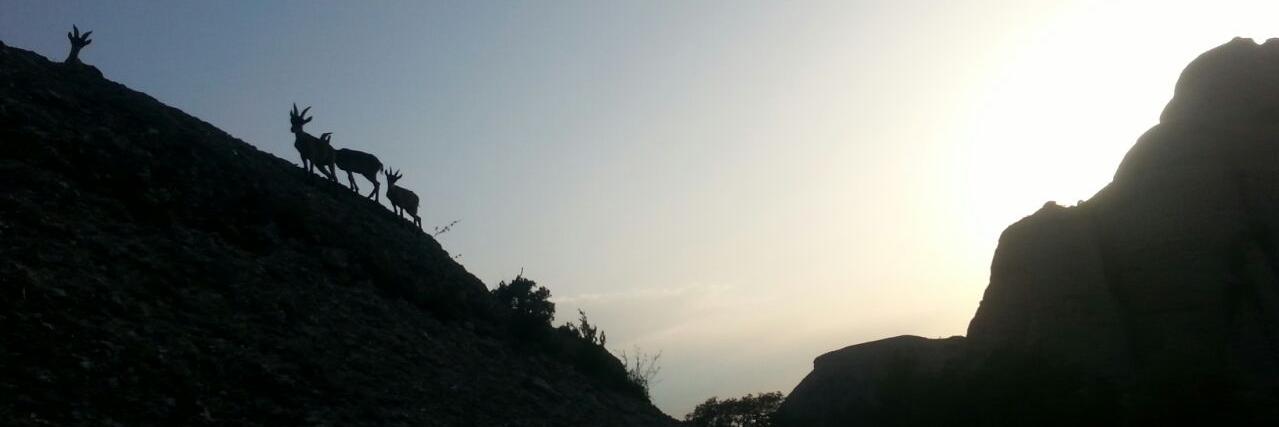 Josep Morales banner