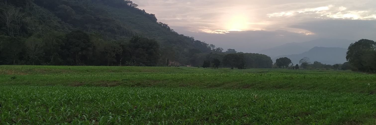 Ícaro del Papaloapan🇲🇽 banner