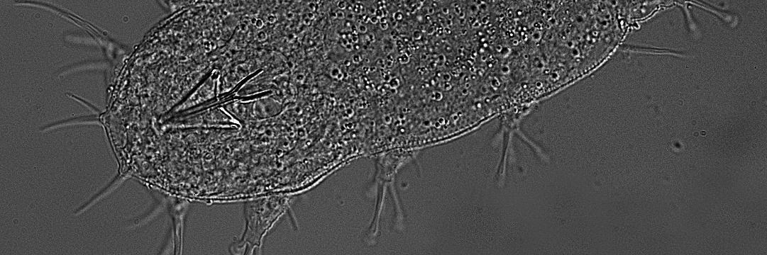 Thomas Boothby banner