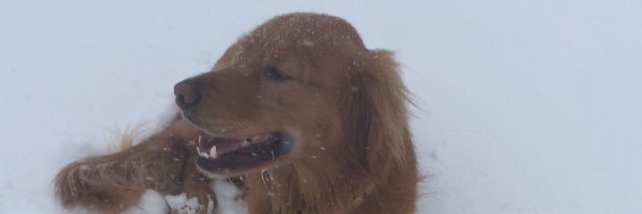 Tucker Nelson banner