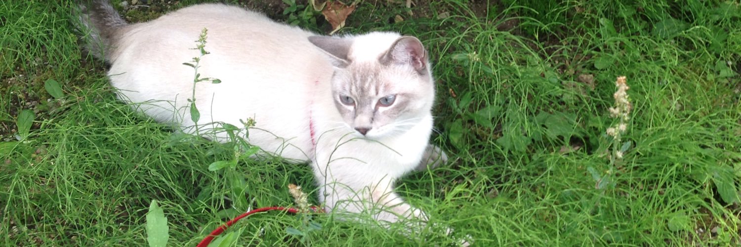 mint87_nyan's profile banner image