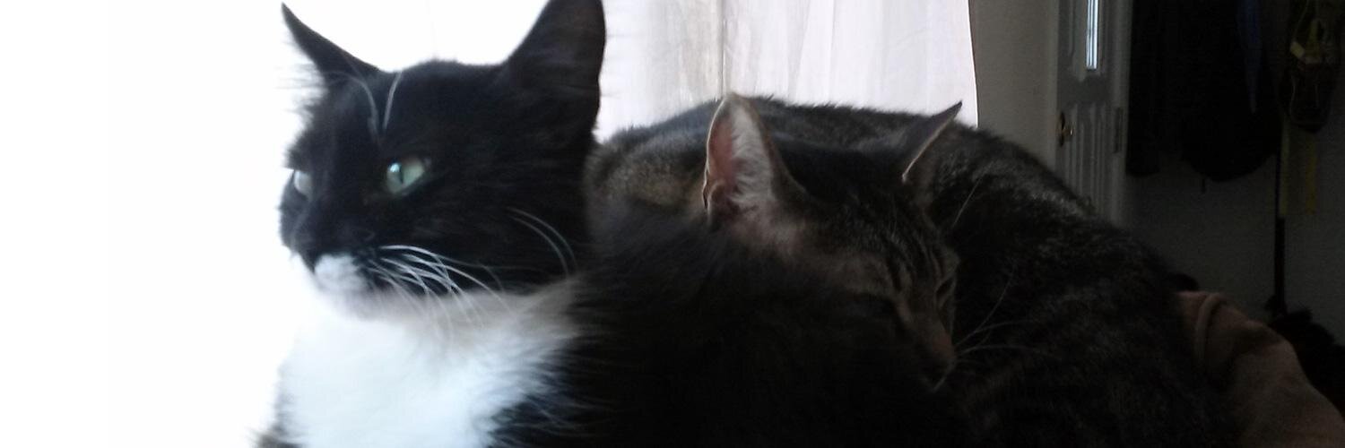 Lil Luvs Pets banner