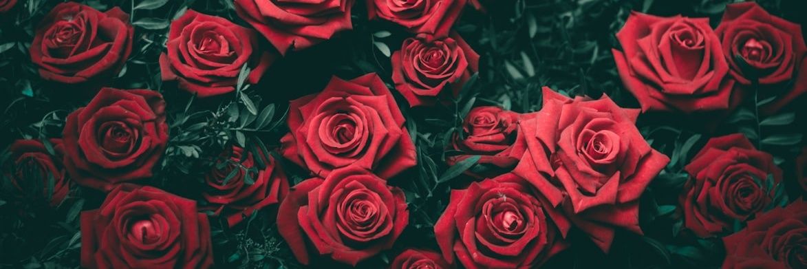 ѕαвяι мσηѕтєя banner