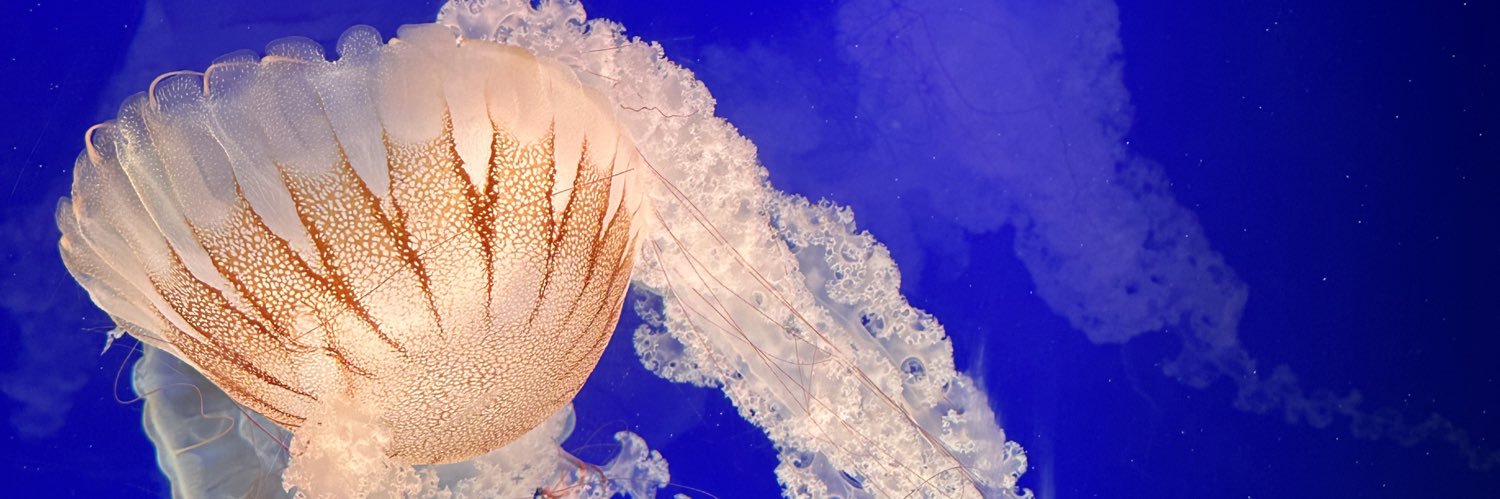 Amanda Martinez banner