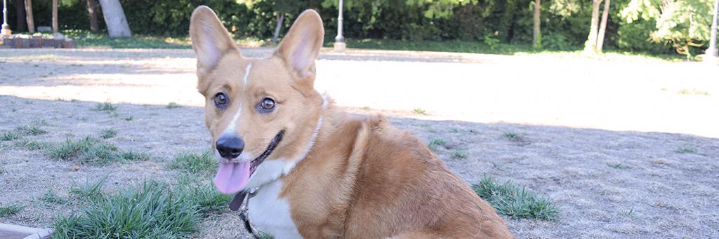 Rachel Sheppard banner