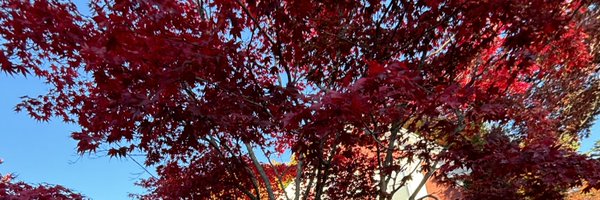tommy_chronic Profile Banner