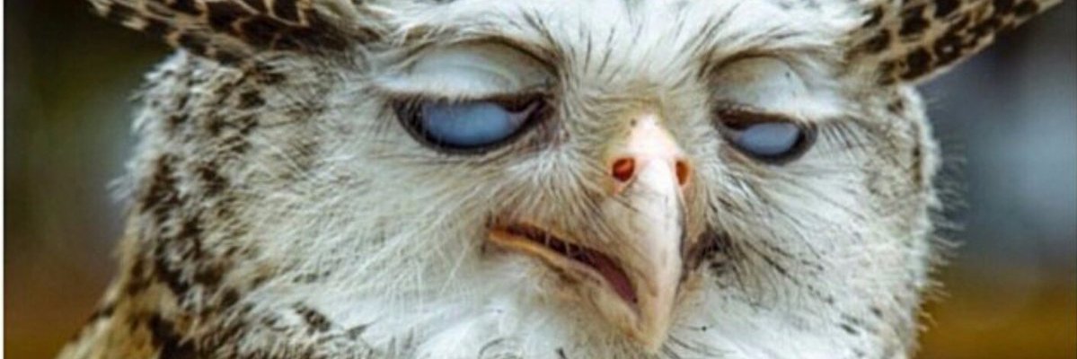 Robin Andersson banner