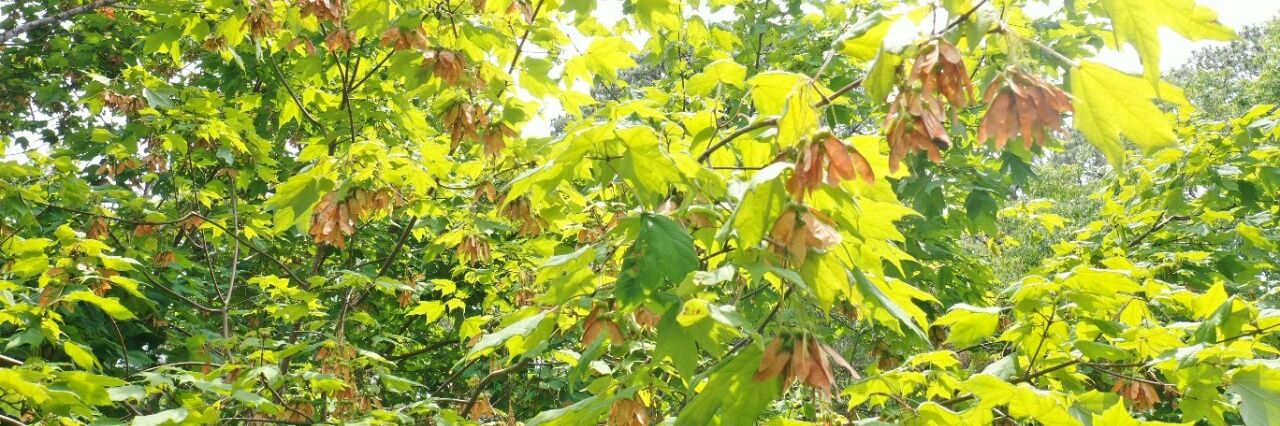 Plant Scientist 🦁🐯🍁⚜ banner