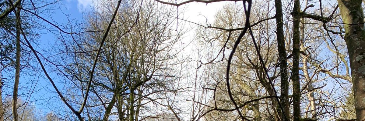 BlathnaidRua's profile banner image