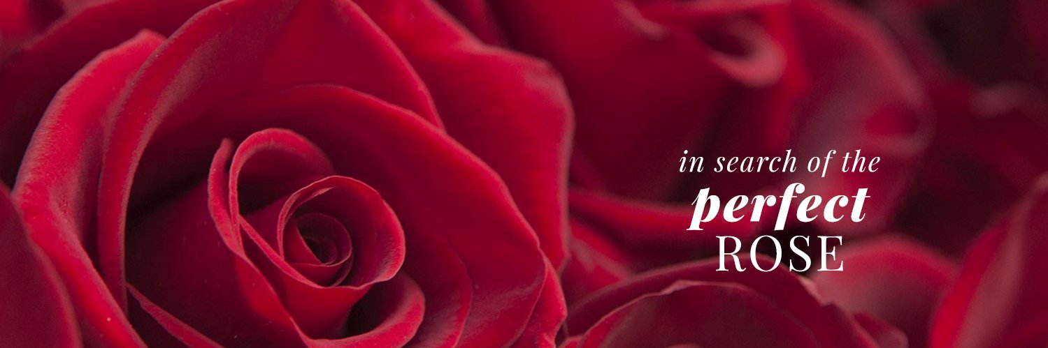 Rosasdelcorazon's profile banner image